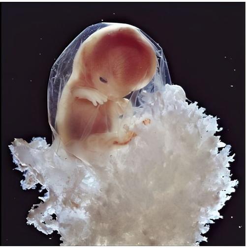代生出的孩子健康吗_代生出的孩子健康吗:关注新生命的健康问题